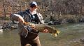 A Big Brown