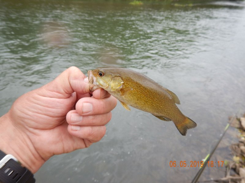 $BaldEagleStatePark2014$.jpg - Yes, this is a sign that June is here.  A little bass....a predictor of things to come?  Perhaps.