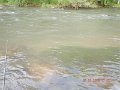 $BaldEagleStatePark2001$