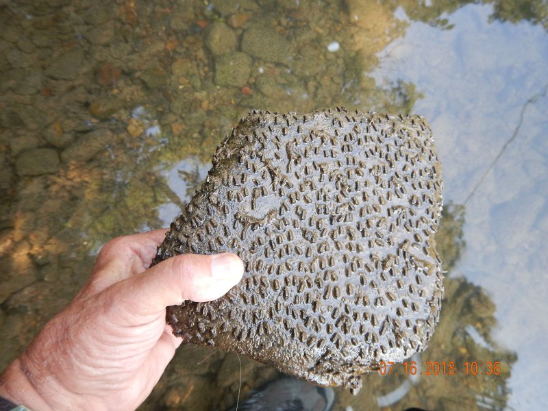 $Bald Eagle and Spring Creeks-017$.jpg - I pulled a rock and was surprised tosee all these caddis cases.  Gonna be a picnic when these guys hatch.