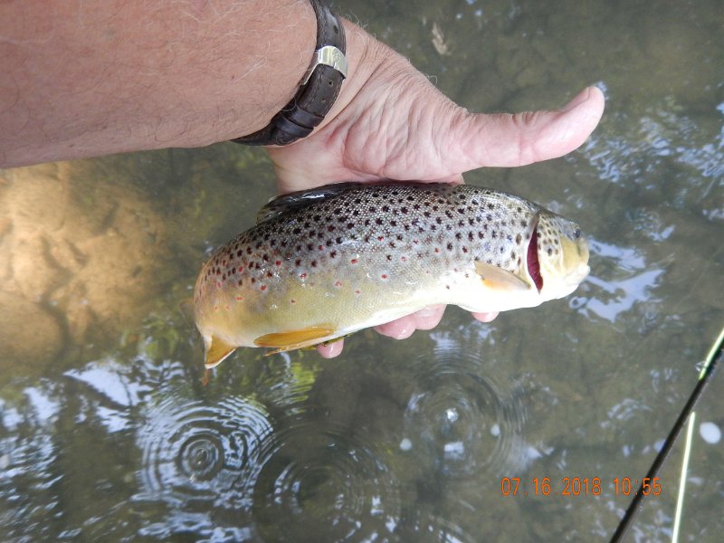 $Bald Eagle and Spring Creeks-019$.jpg - Here is the same fish in hand....not bad.
