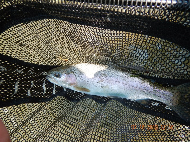 $Bald Eagle and Spring Creeks-021$.jpg - Then, in despiration (since I was just learning the soft hackle thing), I threw a bugger.  Pow! a nice rainbow.