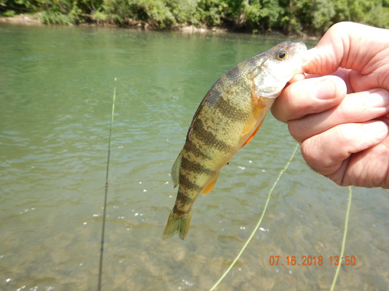 $Bald Eagle and Spring Creeks-028$.jpg - I went a little lower in the pool and got this perch....Hummmmm....warm water fish too.