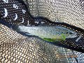 $Bald Eagle and Spring Creeks-014$