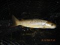 $Bald Eagle and Spring Creeks-029$