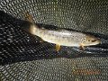 $Bald Eagle and Spring Creeks-030$