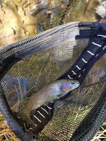 20171018_115613.jpg - It was a stocker but at that point, I didn't care....it was a trout!