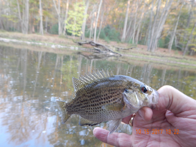 DSCN2702.jpg -                                In the area adjacent to Poe Paddy we had most of our success.  Here is a rock bass trout.