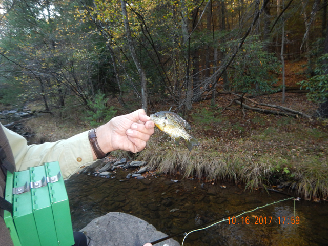 DSCN2709.jpg -                                I got this guy in Big Poe Creek.  Like I said, we were catching but just not what we were after.