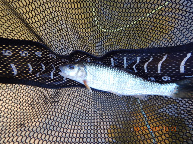 DSCN2717.jpg -                              A 10 incher.  Each time they hit a dry, I thought I had a trout.  Then, the disappointment set in.  