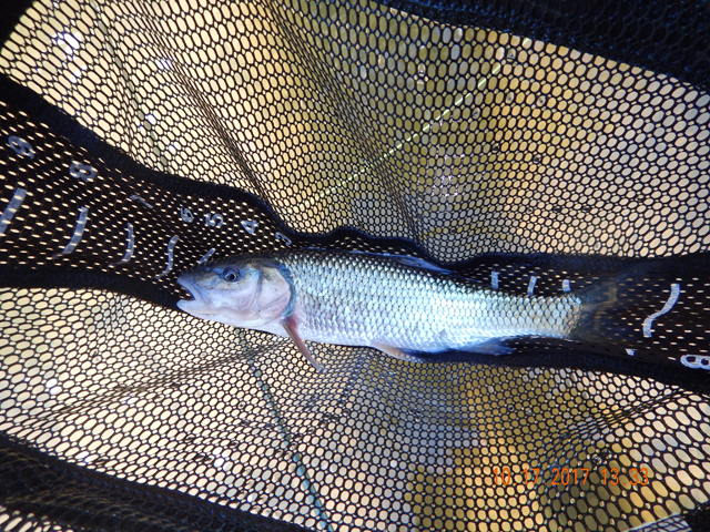 DSCN2718.jpg -                                Here is a 12-13 incher.  I stopped taking pics of these ugly guys but we caught a bunch.  This is just a sample.  They hit surface and subsurface offerings.