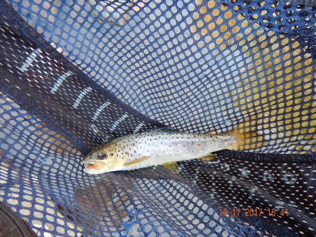 DSCN2726.jpg -                                Then, out of nowhere.....A TROUT....Whoopie.  Couldn't beleive it.