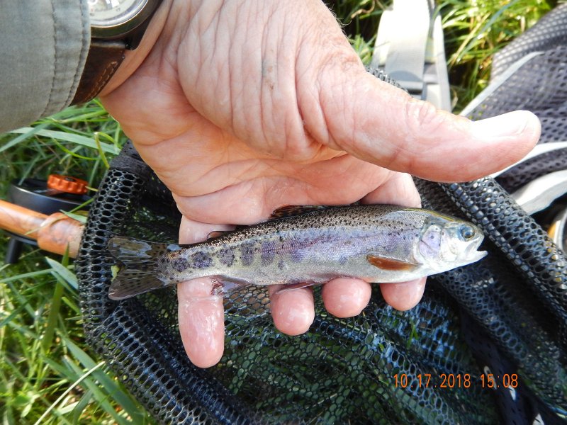 $Spring Creek004$.jpg - Glad we did.  Gary got two small brookies and so did I