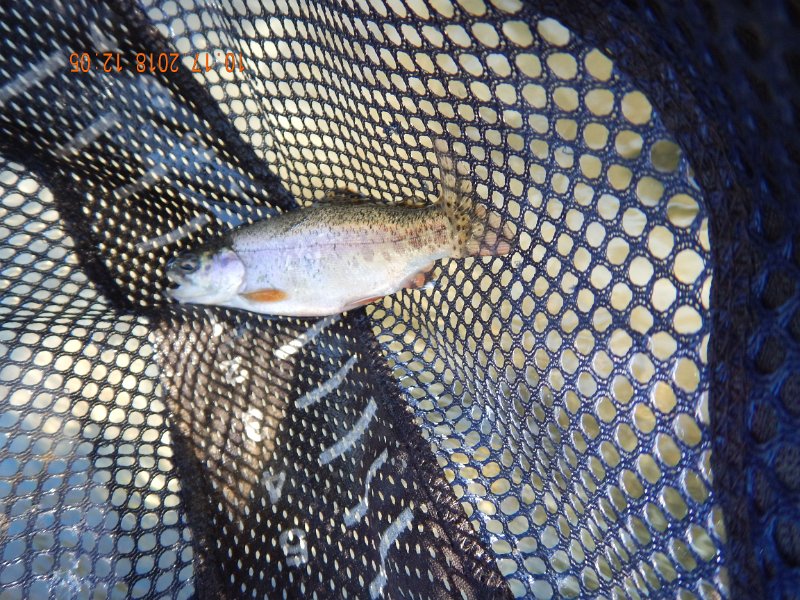 $Spring Creek012$.jpg - Another chubby but small rainbow.