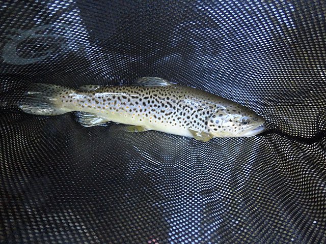 DSC01049.jpg -                                Clarks Creek Brown