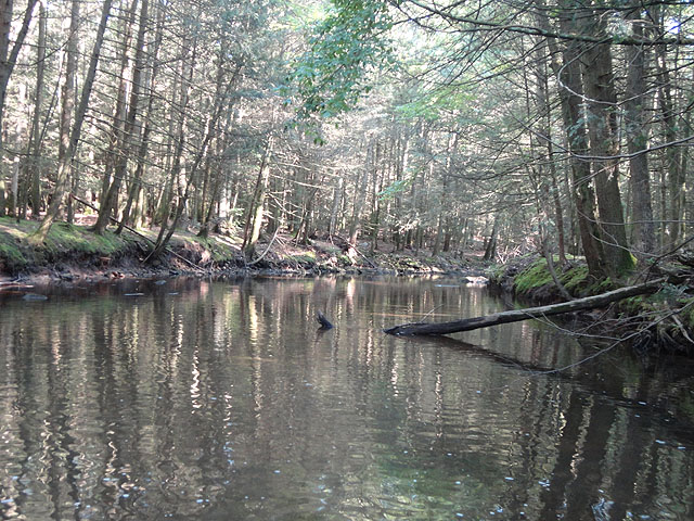 DSC01052.jpg -                                Clarks is low and the fish are lethargic.  Water temp about 69 degrees.