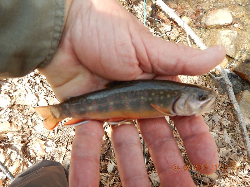 $BigSpringPatterson1005$.jpg - This little guy hit a nymph.