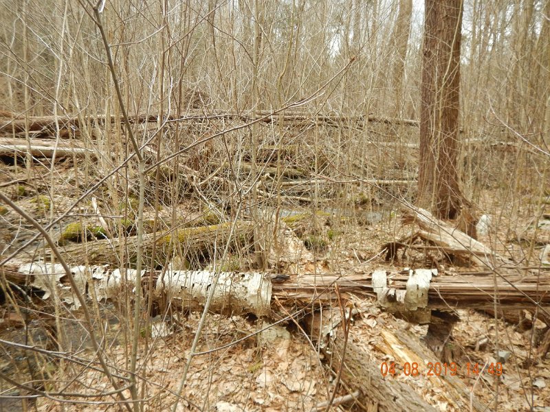 $BigSpringPatterson1010$.jpg - Some of the going was tough.  There is a stream in the picture but to see it you have to look hard. This was tough traveling.