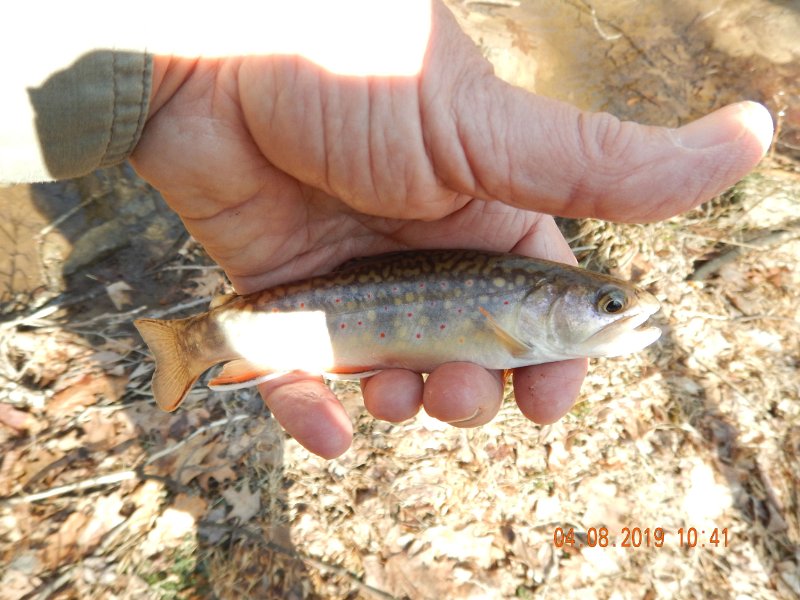 $BigSpringPatterson1011$.jpg - But it wasn't without its rewards.  This is what brookie fishing is all about. Hard country and beautiful fish.