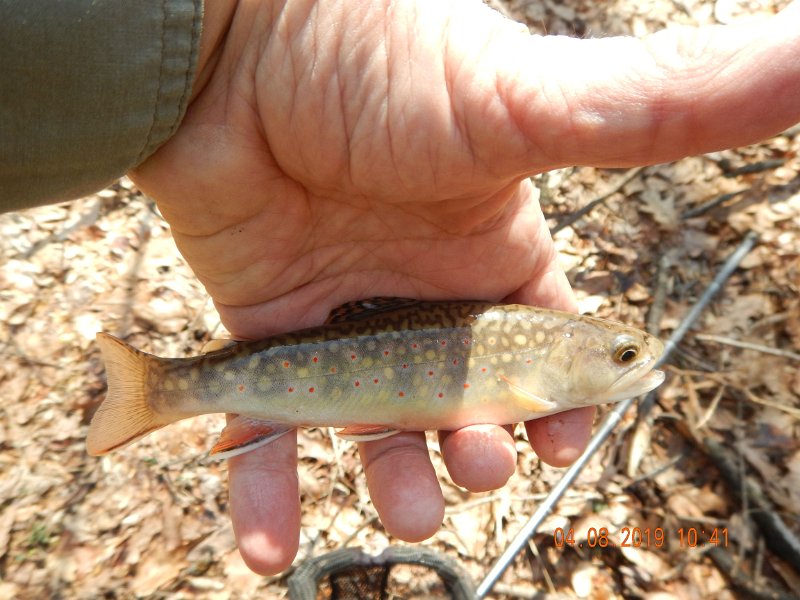 $BigSpringPatterson1012$.jpg - Little better pic of the same fish.  Looks like a female to me but a fish is a fish....I'll take it!
