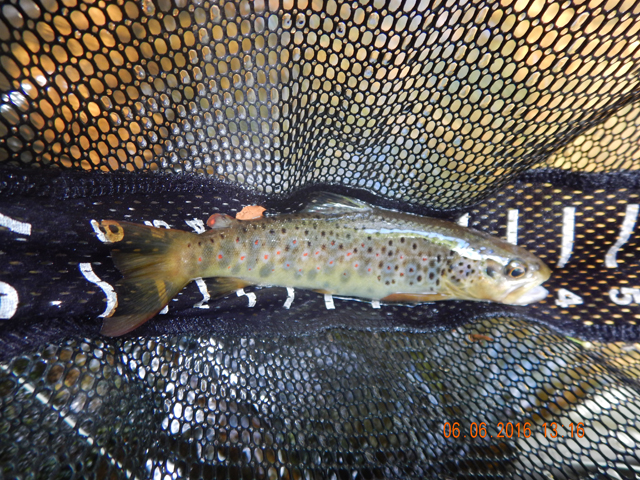 DSCN1425.jpg -                                Then native browns...seriously?  This is a brookie stream.