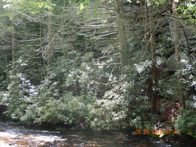 DSCN1431.jpg -                                Further up stream the scenery was as beautiful as the fish in the stream.  Check the rock face behind the trees.  That cliff must have been a hundred feet high.