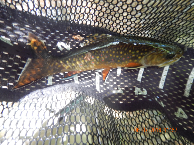 DSCN1434.jpg -                                Pretty 7 inch brookie. Gary had to leave so I headed up to Hickory Run.  This was my first brookie.