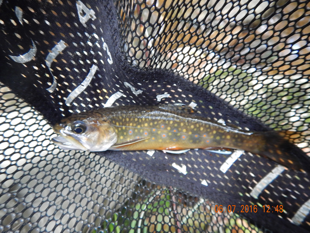 DSCN1440.jpg -                                Here is another 6 incher.