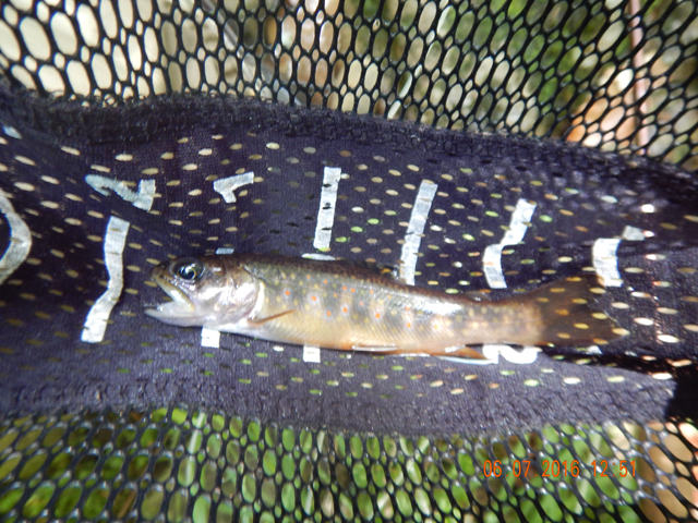 DSCN1442.jpg -                                Another 5 incher.