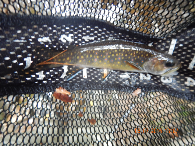 DSCN1443.jpg -                                And another 6 incher.