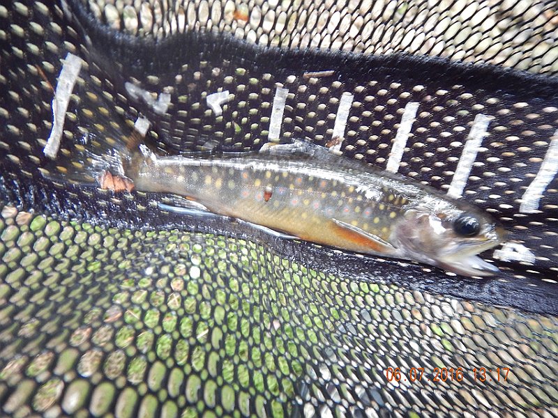 DSCN1445.jpg -                           Still another 6...or maybe 7 inch brookie.     