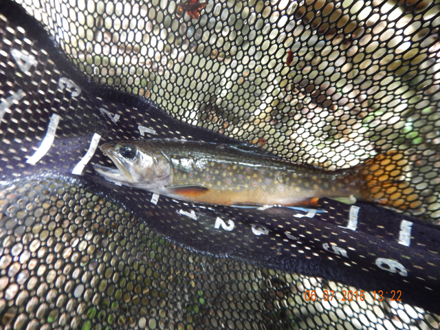 DSCN1447.jpg -                               Like I said, good casts were rewarded.  Here is an 8 incher. 