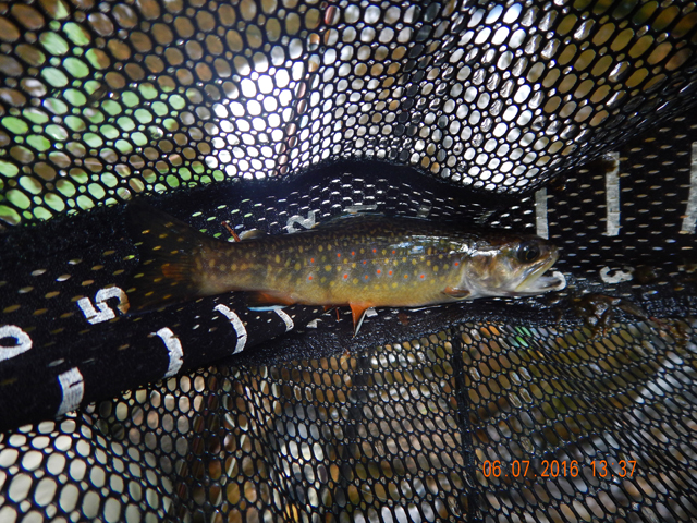 DSCN1448.jpg -                                Then another 7 inch beauty.