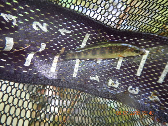 DSCN1449.jpg -                                Here was a little 4 inch brook trout that took a size 14 dry.  