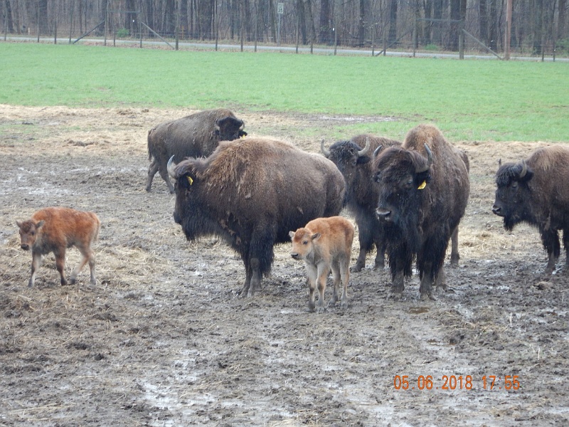 DSCN3135.jpg - Buffalo with yearlings