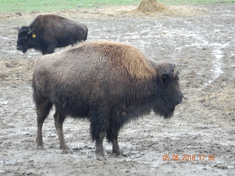 DSCN3136.jpg - Adult Buffalo