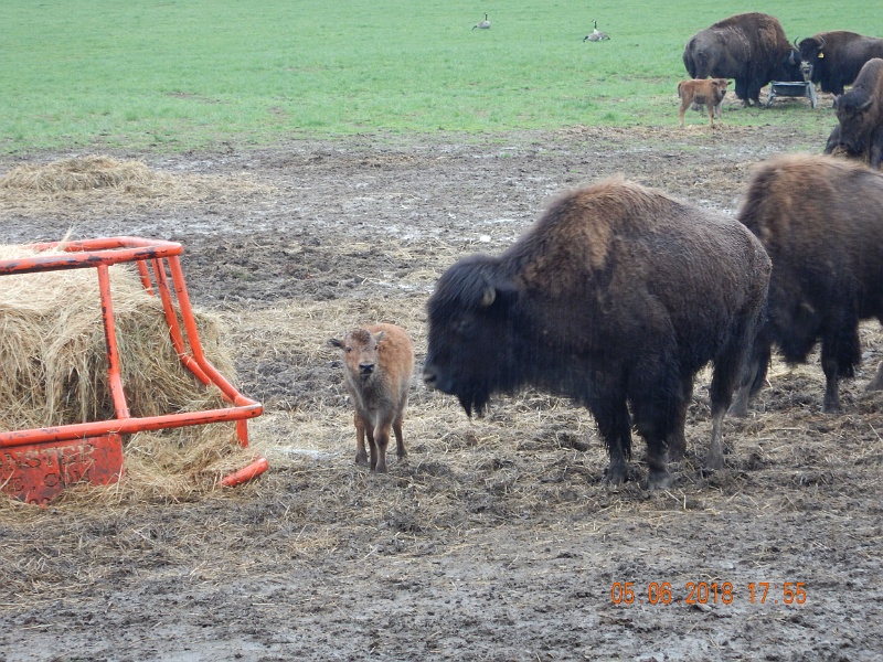 DSCN3137.jpg - Buffalo farm was just outside the Park boundary.