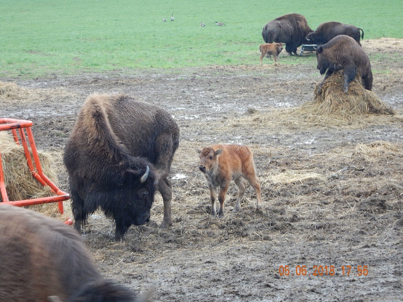 DSCN3138.jpg - Guess the Buffalo in the back loves that hay.