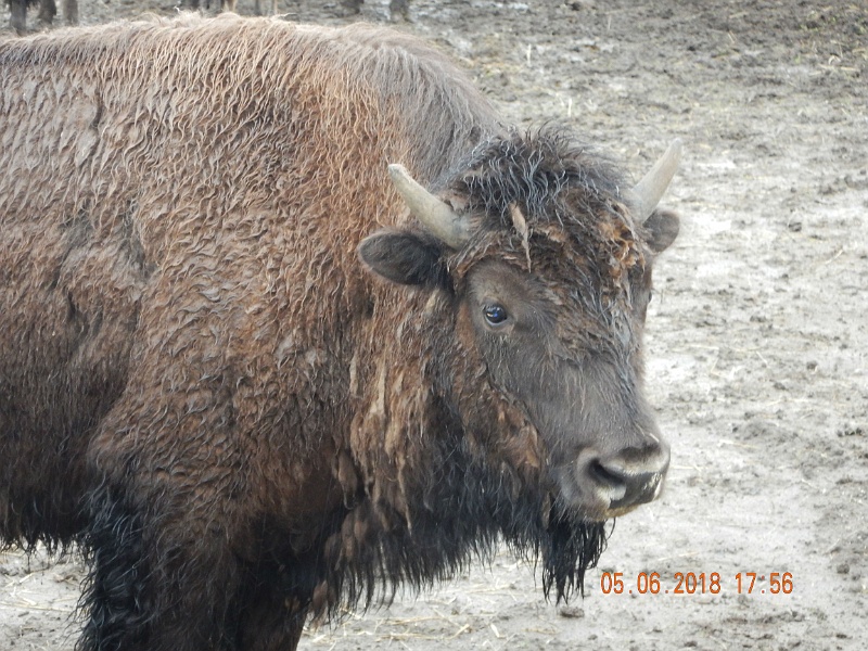 DSCN3139.jpg - One year old Buffalo