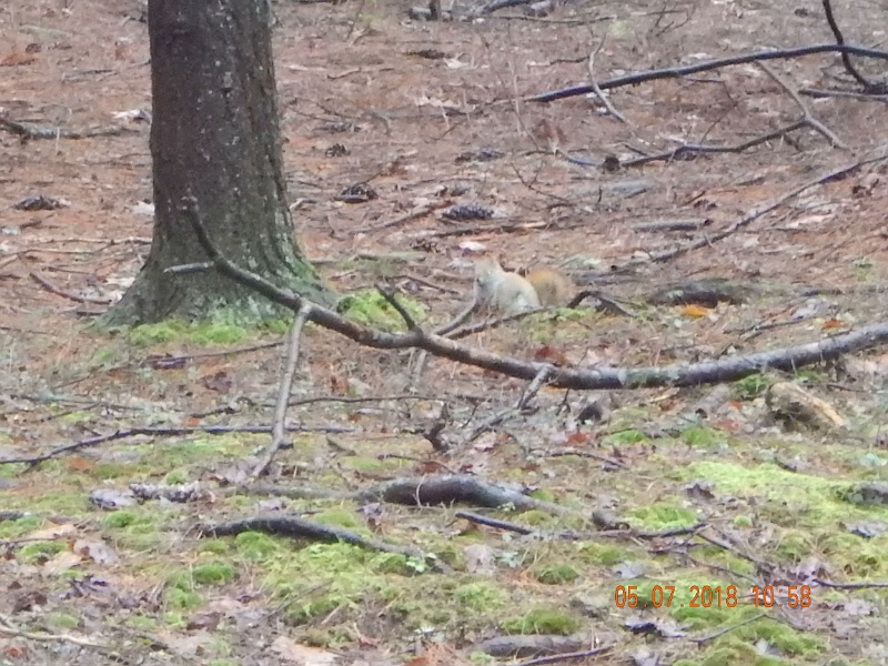 DSCN3143.jpg - Tried to get a pic of this golden color squirrel.  Oh, well.