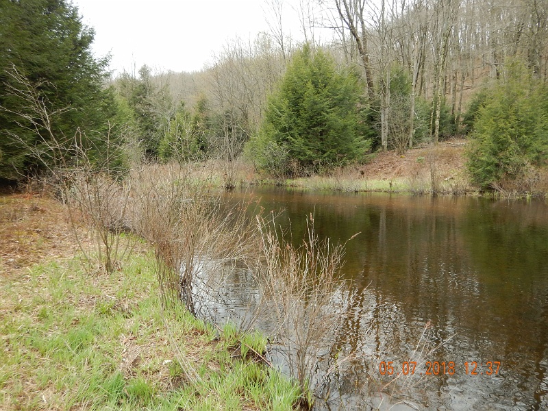 DSCN3147.jpg - It is stream fed and caused by a beaver dam.