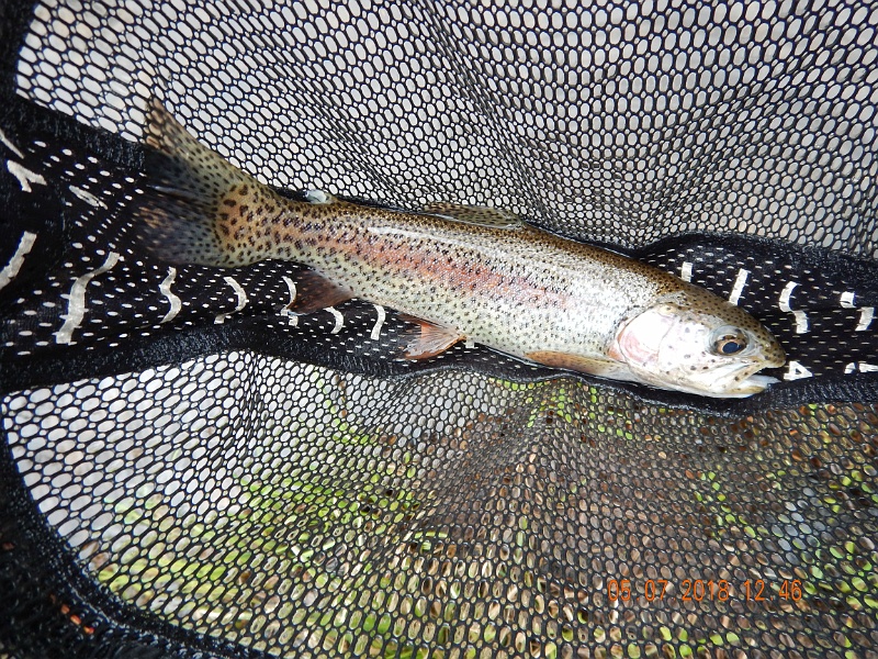 DSCN3149.jpg - Took both net pics and hand pics