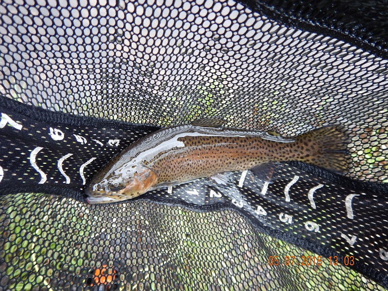 DSCN3151.jpg - Another stocker