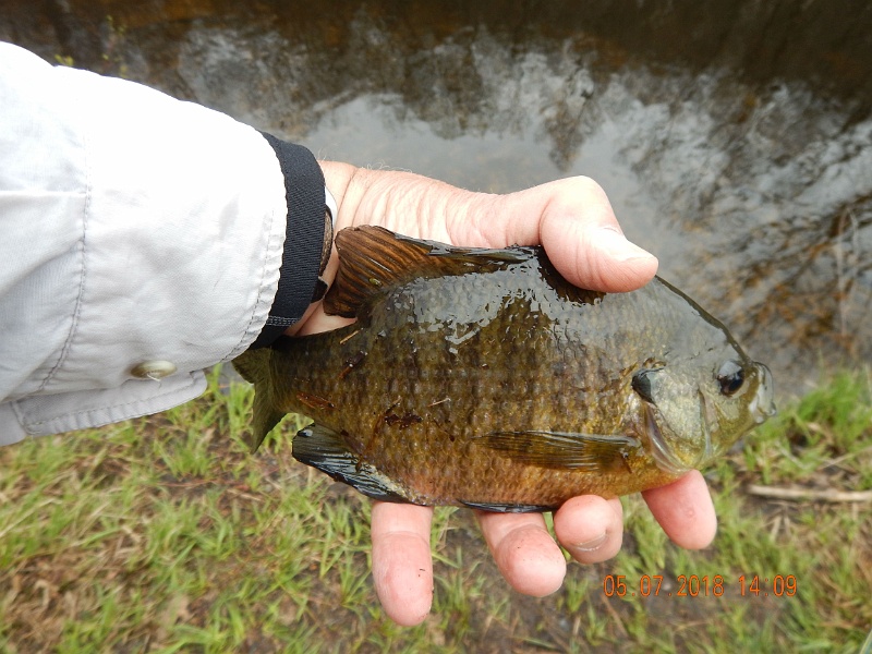 DSCN3155.jpg - Caught this really nice Bluegill in the same pond