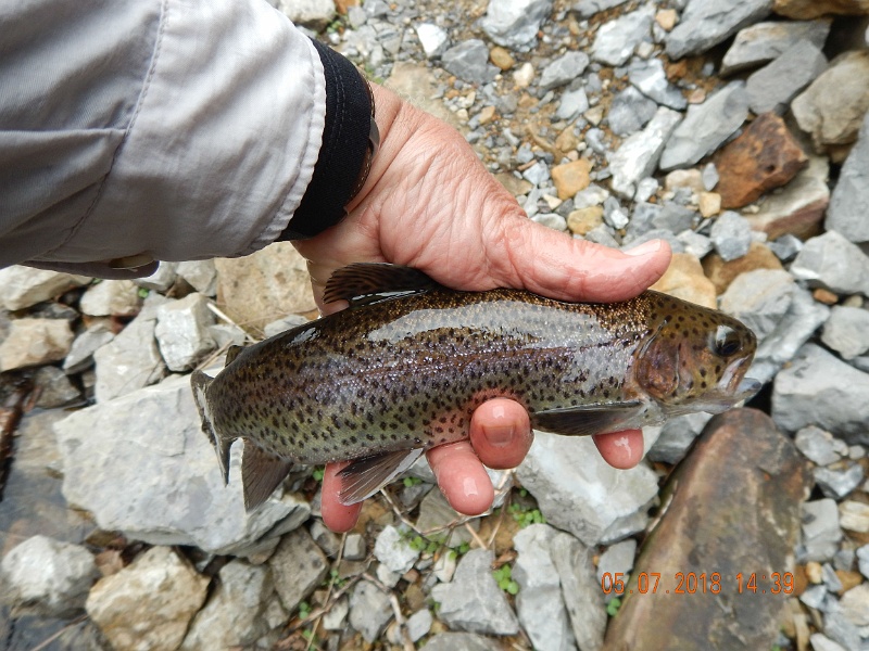 DSCN3157.jpg - While I prefer brookies, these rainbows looked pretty nice.