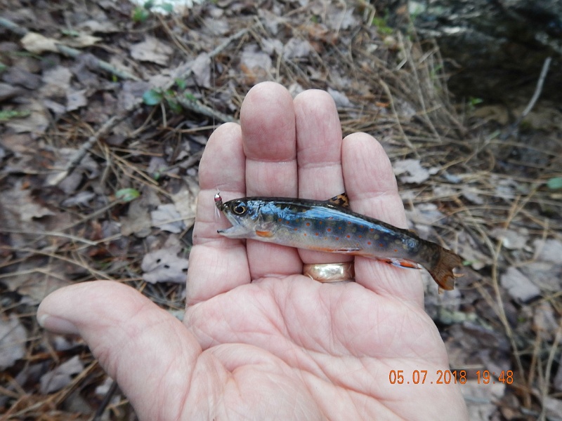 DSCN3164.jpg - Then I finally got one.  Small but pretty.  Fish were few and far between.