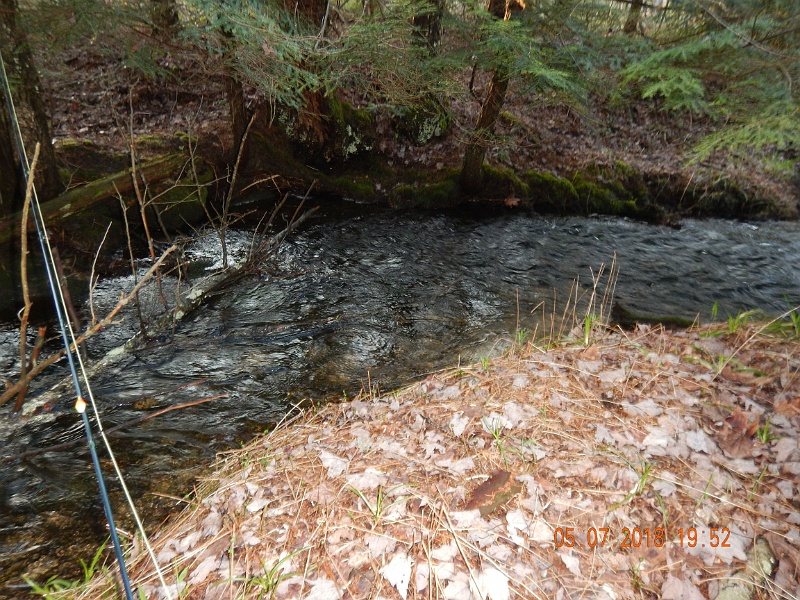 DSCN3166.jpg - This is truly a stream meant for brook trout.  Couldn't believe there weren't more here.