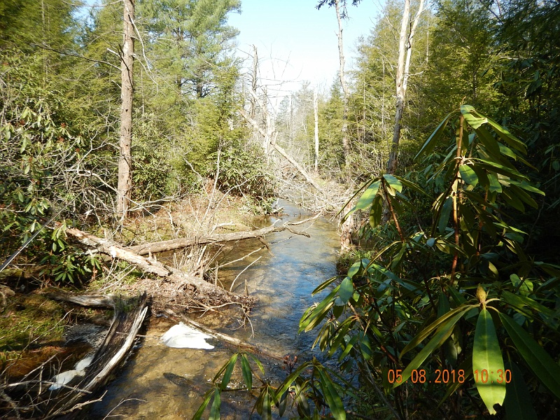 DSCN3175.jpg - Not sure what caused the dead trees in this section.  Blight, perhaps?