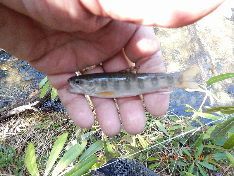 DSCN3176.jpg - I got this small one.  I think I only netted two fish the entire day.