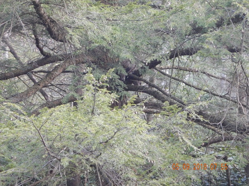 DSCN3180.jpg - The critter went up a tree just to turn around and come right back down.  Seemed to be a little camera shy.